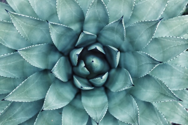 AAA